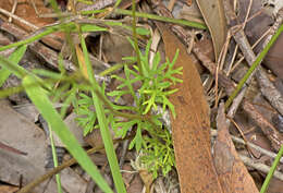 Image of Trachymene incisa Rudge