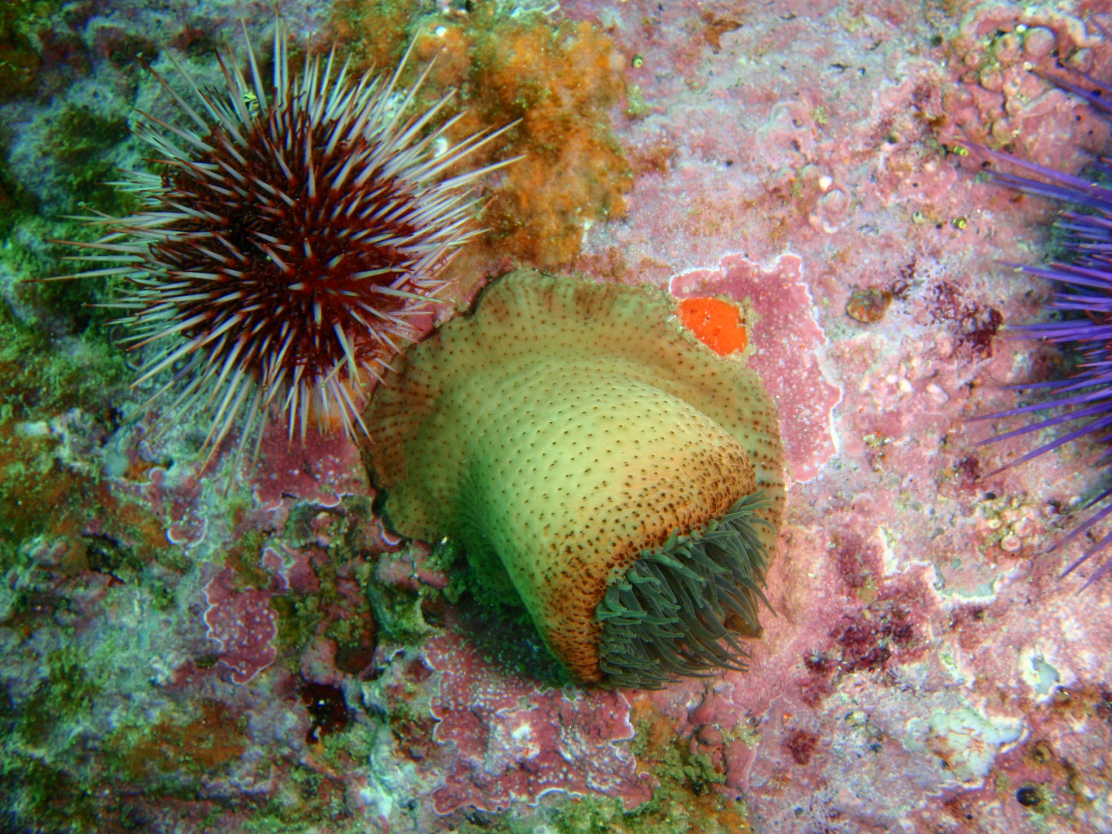 Image of Knobbly anemone