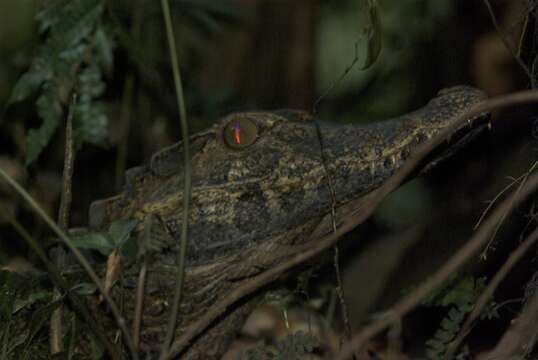 Image of Schneider's Smooth-fronted Caiman