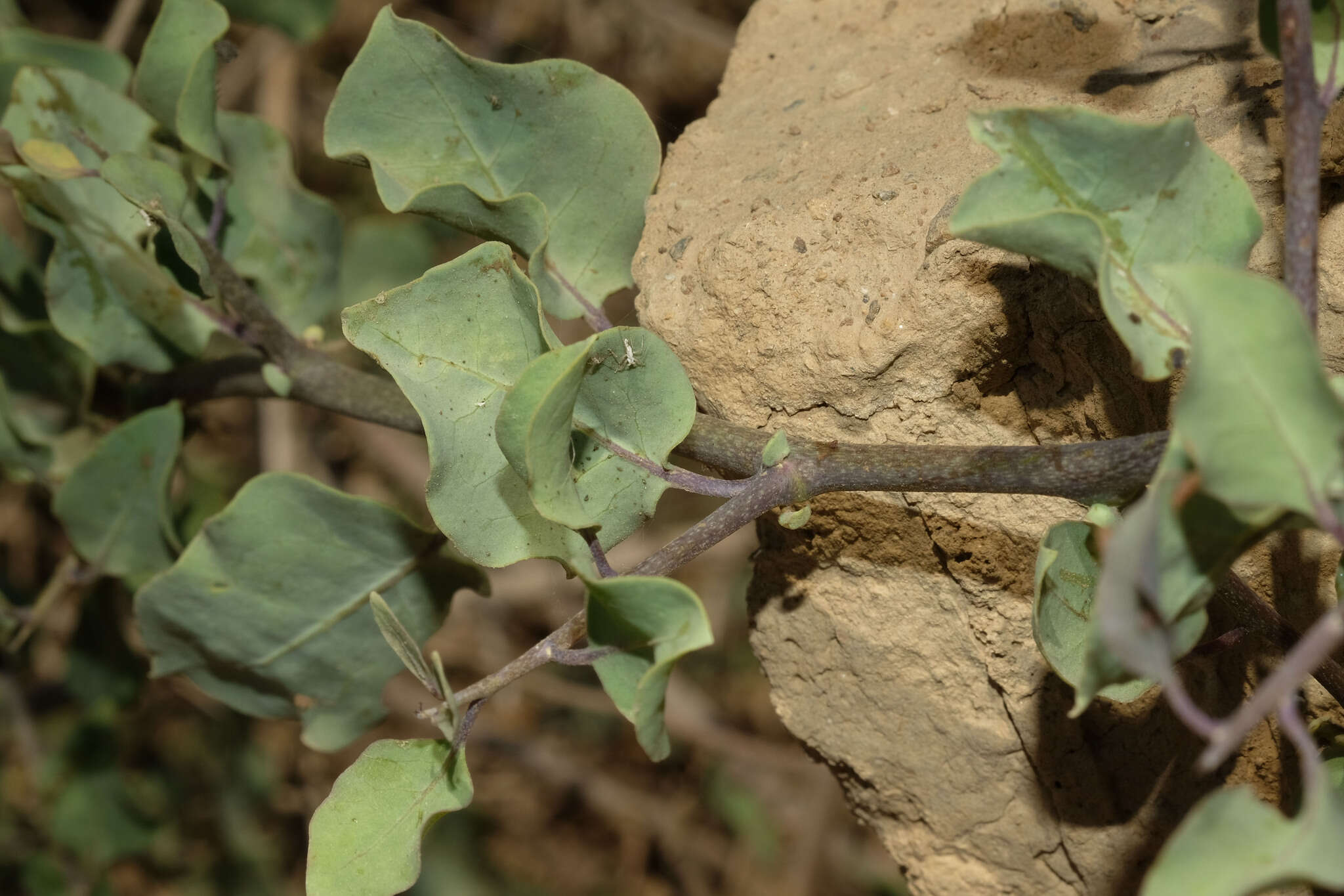 Imagem de Nicotiana glutinosa L.