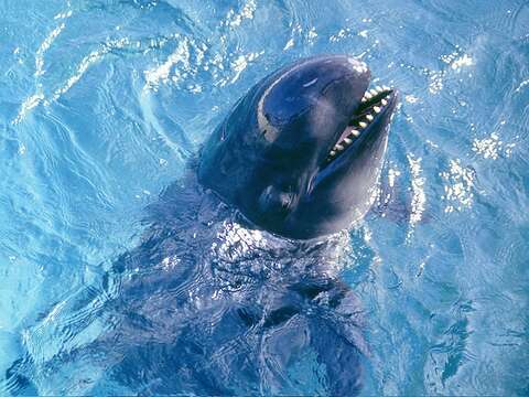 Image of false killer whale