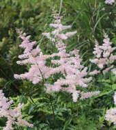 صورة Astilbe formosa Nakai