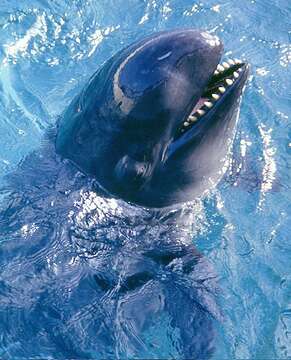 Image of false killer whale