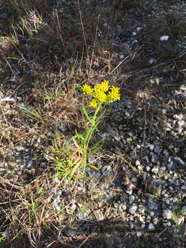 Image of narrowleaf yellowtops