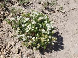 Image de Leptosiphon nuttallii subsp. pubescens (R. Patt.) J. M. Porter & L. A. Johnson