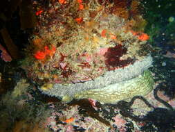 Image of Midas Ear Abalone