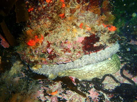 Image of Midas Ear Abalone