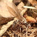 Image of Prolasius advenus (Smith 1862)