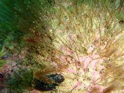 Image of Corhiza scotiae (Ritchie 1907)
