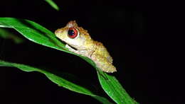 Image of Chiriqui Robber Frog