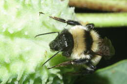 Image of Yellow Bumblebee