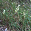 Image of Sesleria argentea (Savi) Savi