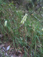 Image of Silver Moor Grass