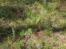 Image of Yankeeweed