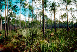 Image of Slash Pine