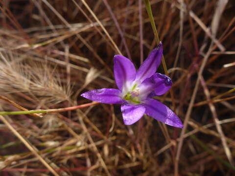 Sivun Brodiaea elegans subsp. elegans kuva