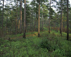 Image de Pinus echinata Mill.