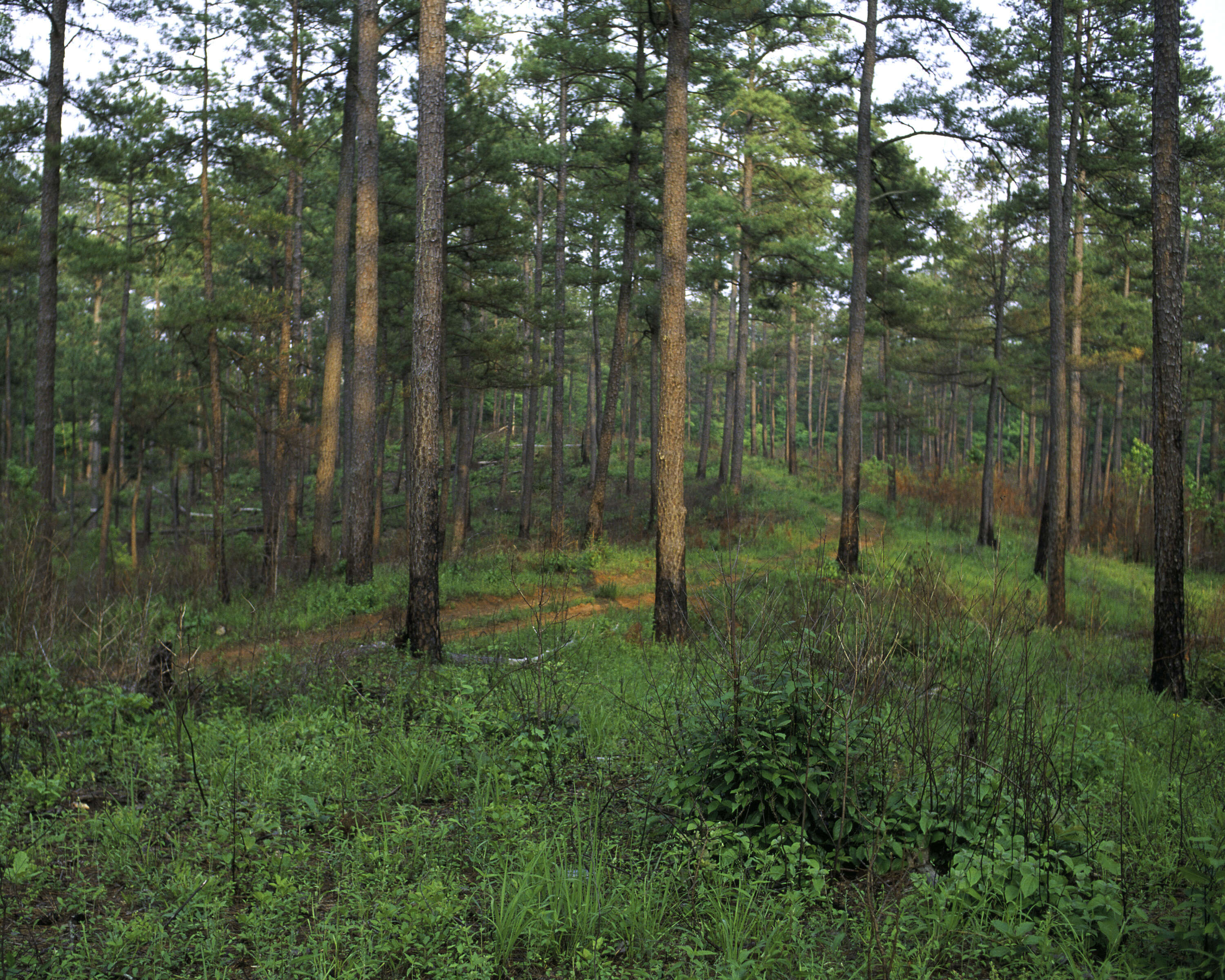 Image de Pinus echinata Mill.