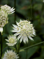 Imagem de Astrantia major L.