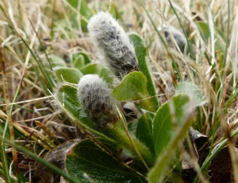 Слика од Salix arctica Pallas