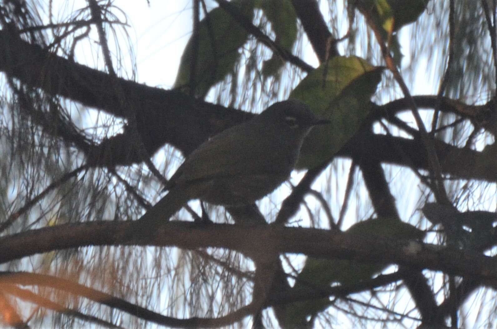 Image of Black-browed Greenbul