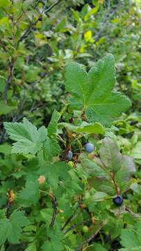 Image of mapleleaf currant