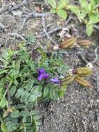 Image de Oxytropis czukotica Jurtzev