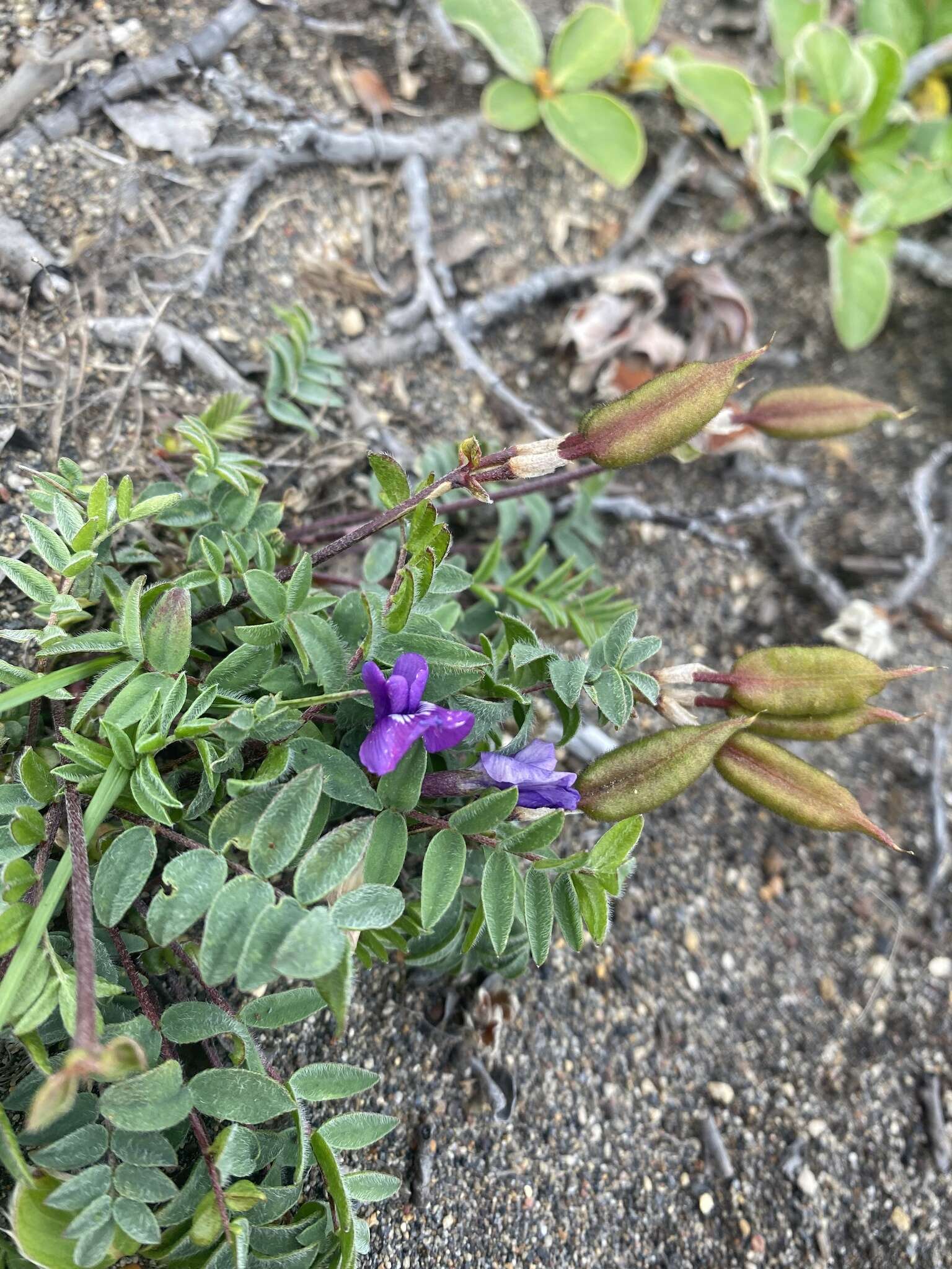 Image de Oxytropis czukotica Jurtzev