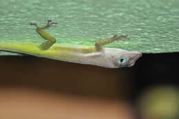 Anolis luciae Garman 1887的圖片