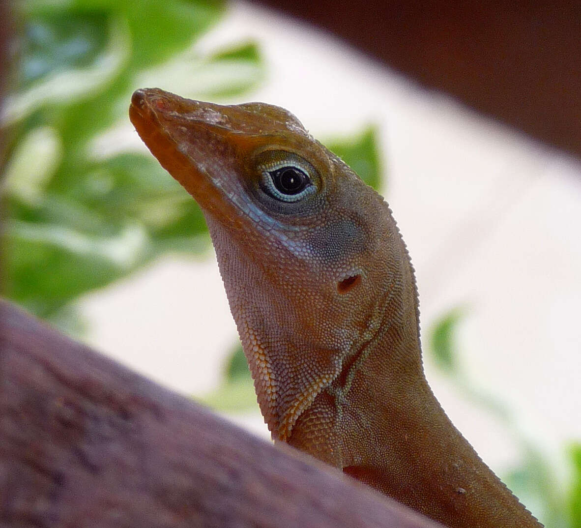 Image of Antigua bank bush anole