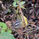 Image of Three-banded Warbler
