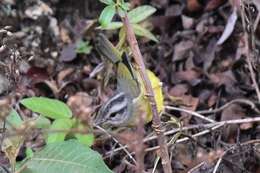 Image of Three-banded Warbler