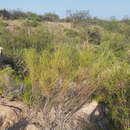 Image of Prosopidastrum globosum (Hook. & Arn.) Burkart