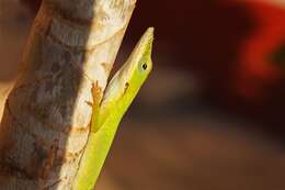 Image of Cuban green anole