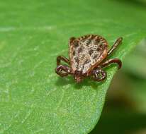 Image of Marsh tick