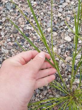 Image of lesser brown sedge