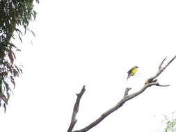 Imagem de Pachycephala pectoralis glaucura Gould 1845