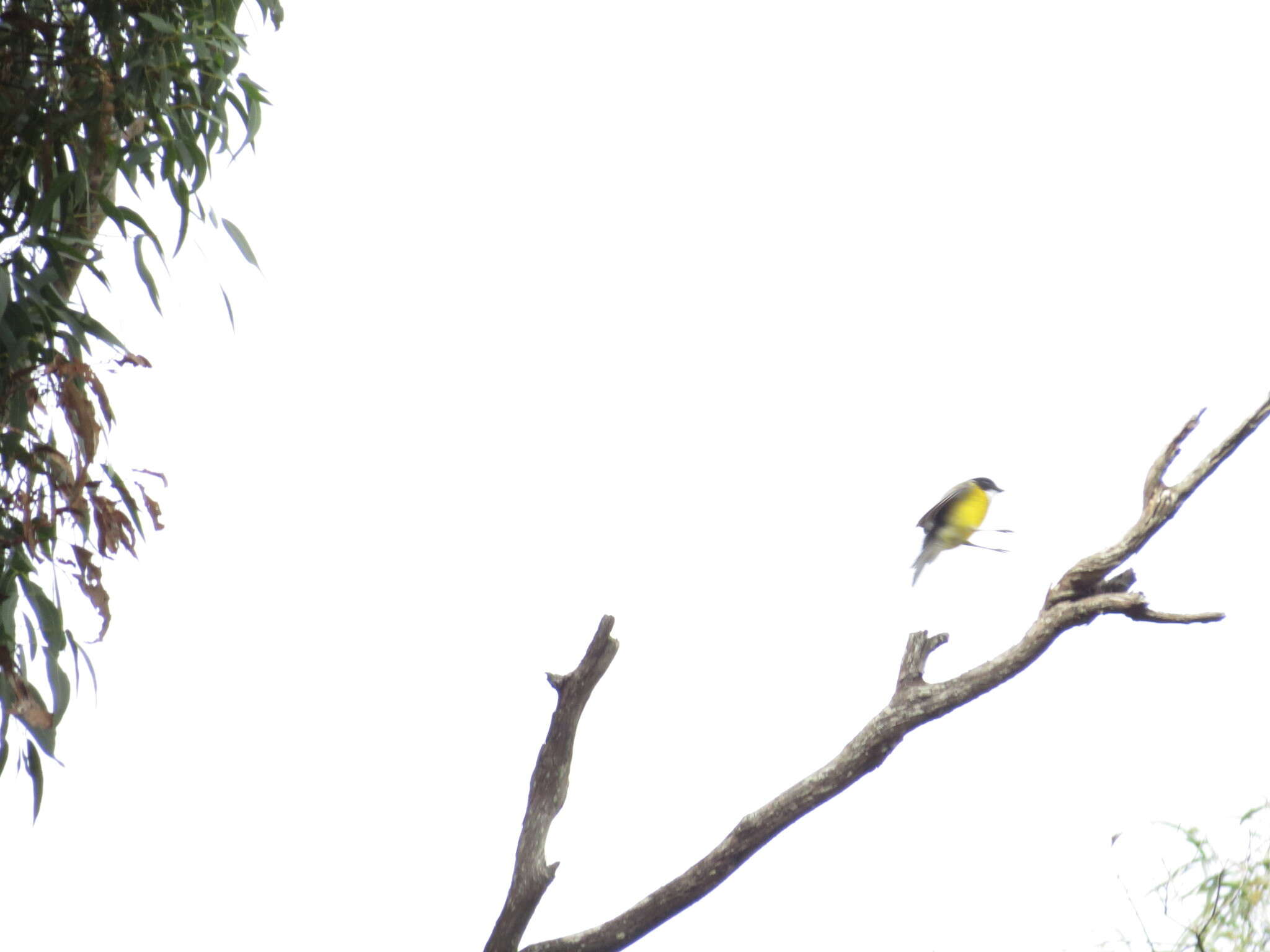 Imagem de Pachycephala pectoralis glaucura Gould 1845