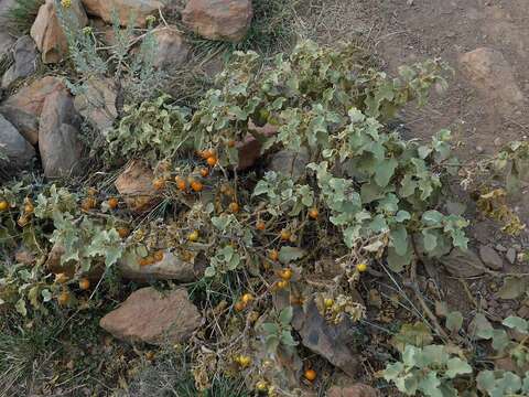 Image of Solanum tomentosum L.