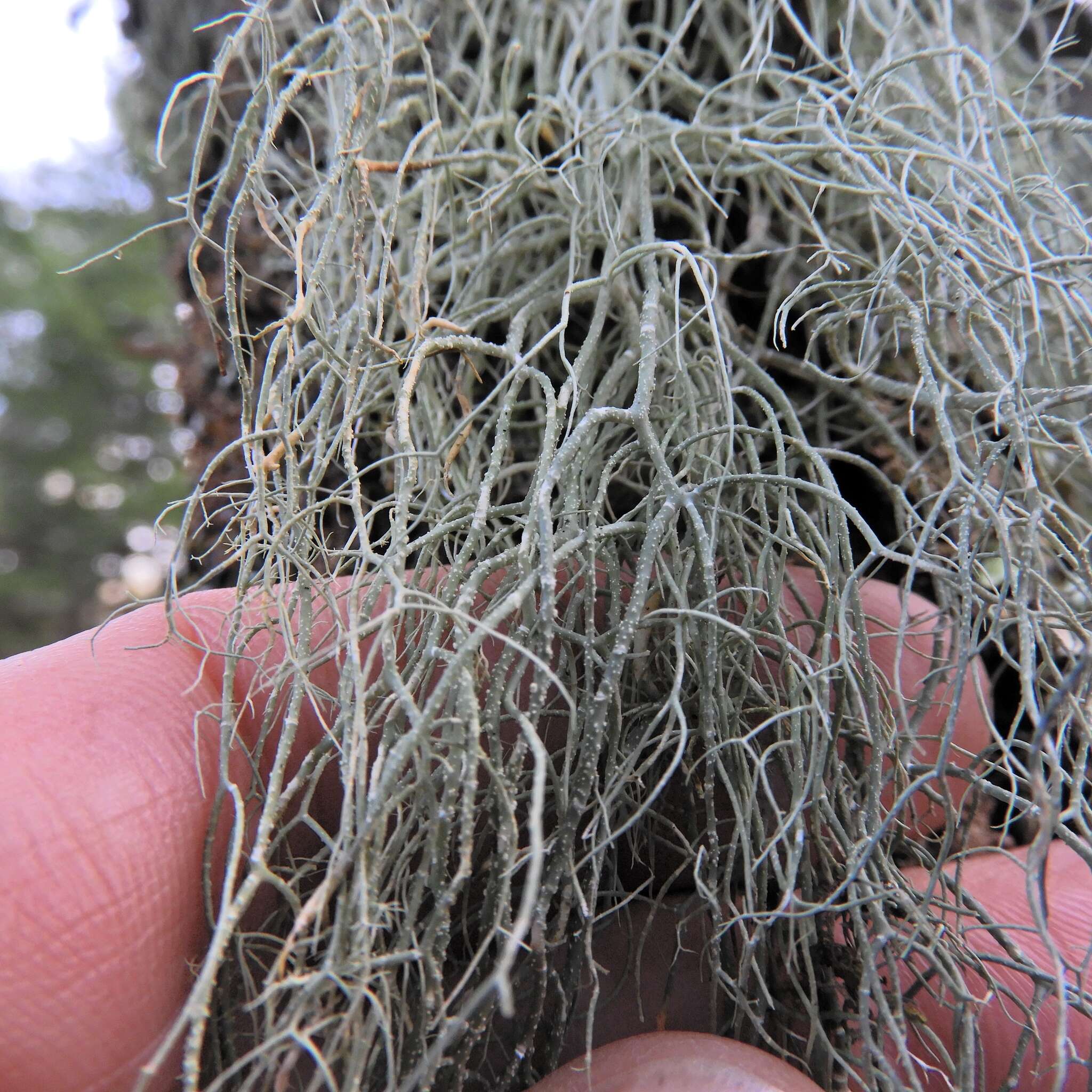 Image of beard lichen