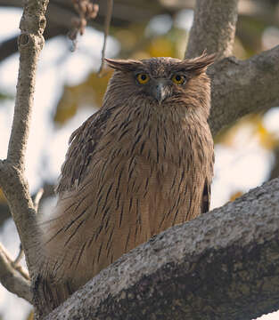 Image of Brown Fish Owl