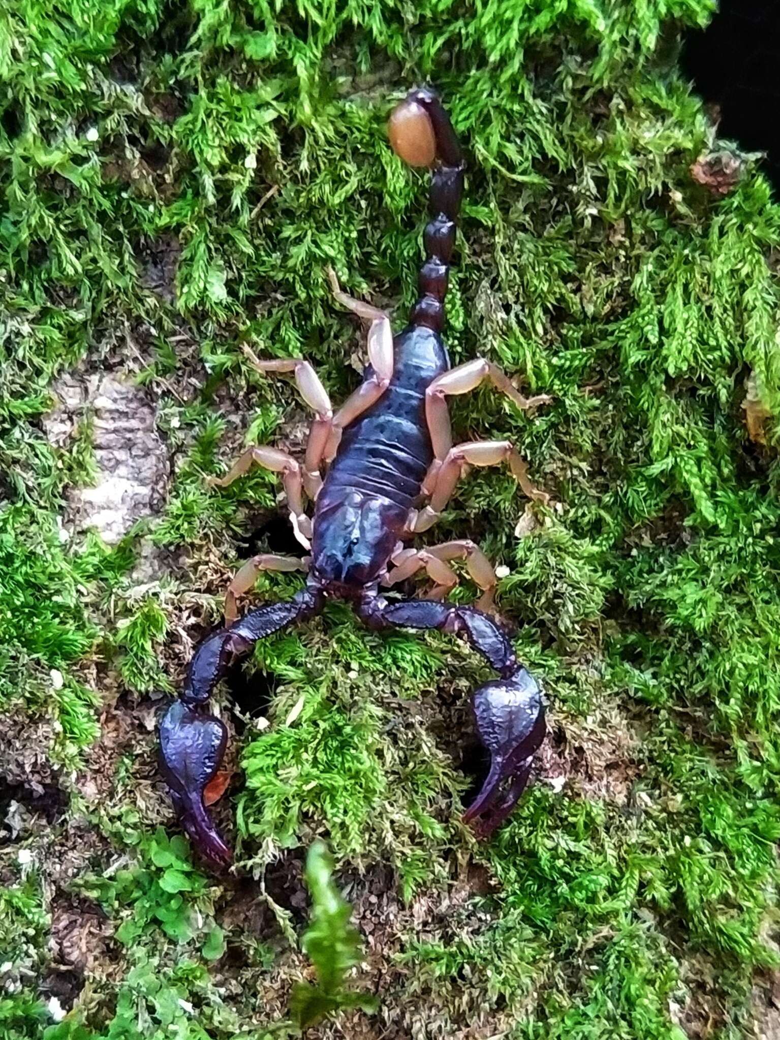 Image of Euscorpius garganicus Caporiacco 1950