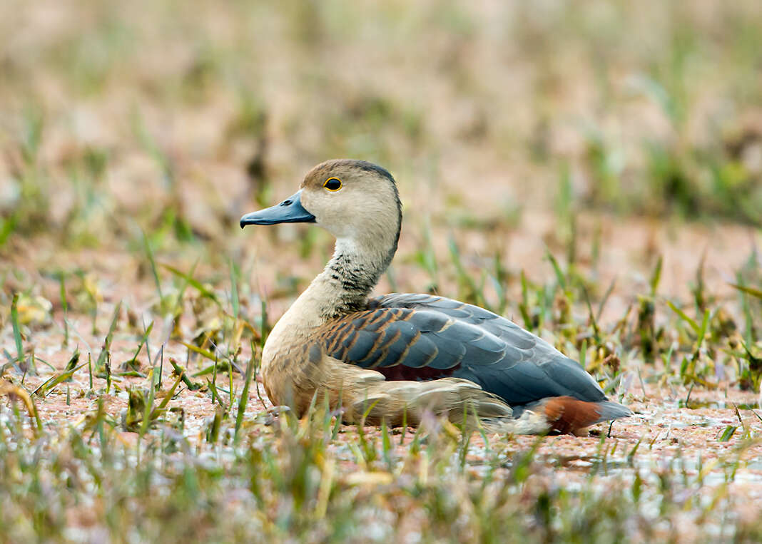 Image of Lesser Whistling Duck