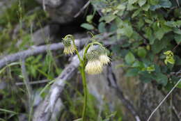 Image of Cirsium erisithales (Jacq.) Scop.