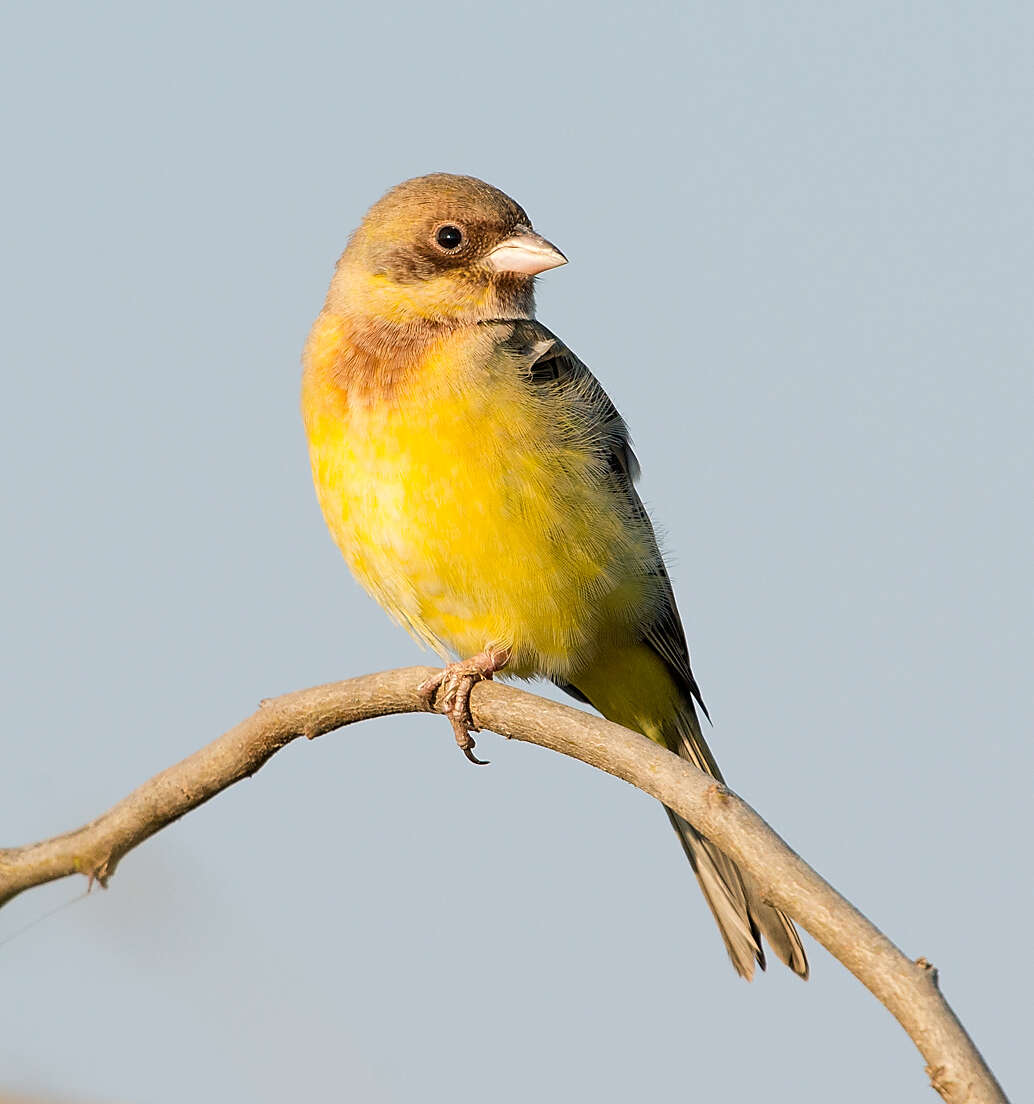 Image of Brown-headed Bunting