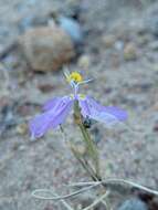 Image of Moraea monticola Goldblatt