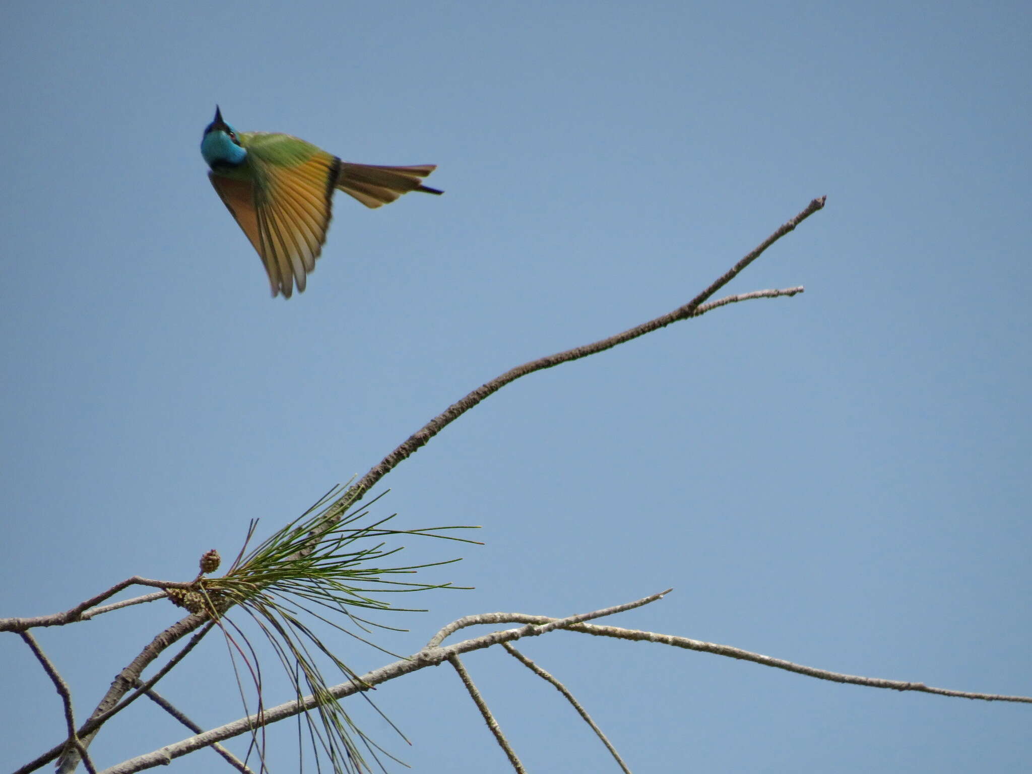 صورة Merops cyanophrys cyanophrys (Cabanis & Heine 1860)