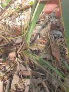 Image of Dianella longifolia R. Br.