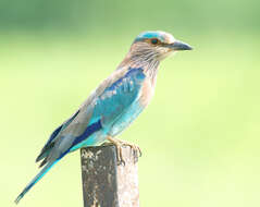 Image of Indian Roller