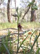 Calochilus robertsonii Benth.的圖片